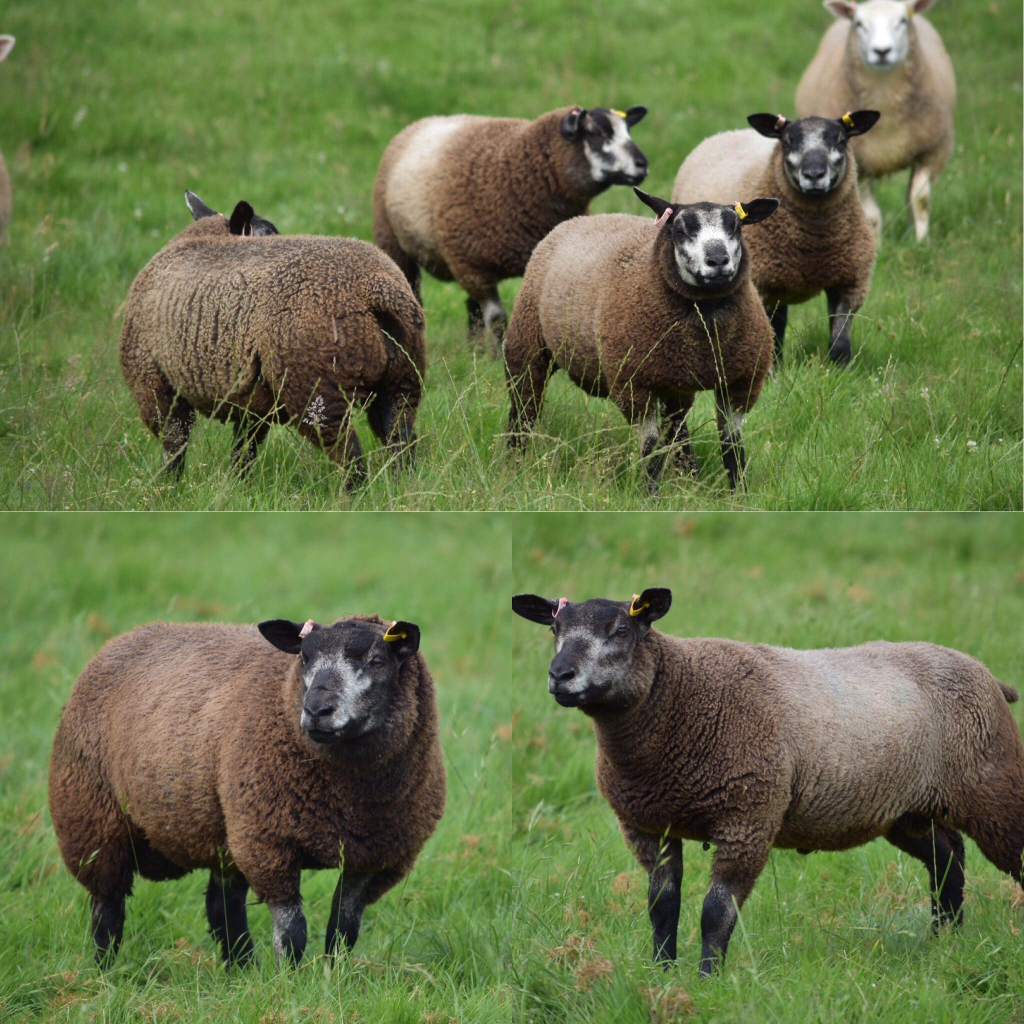 Blue Texel Sheep For Sale Bearwood Lleyn & Blue Texel Sheep